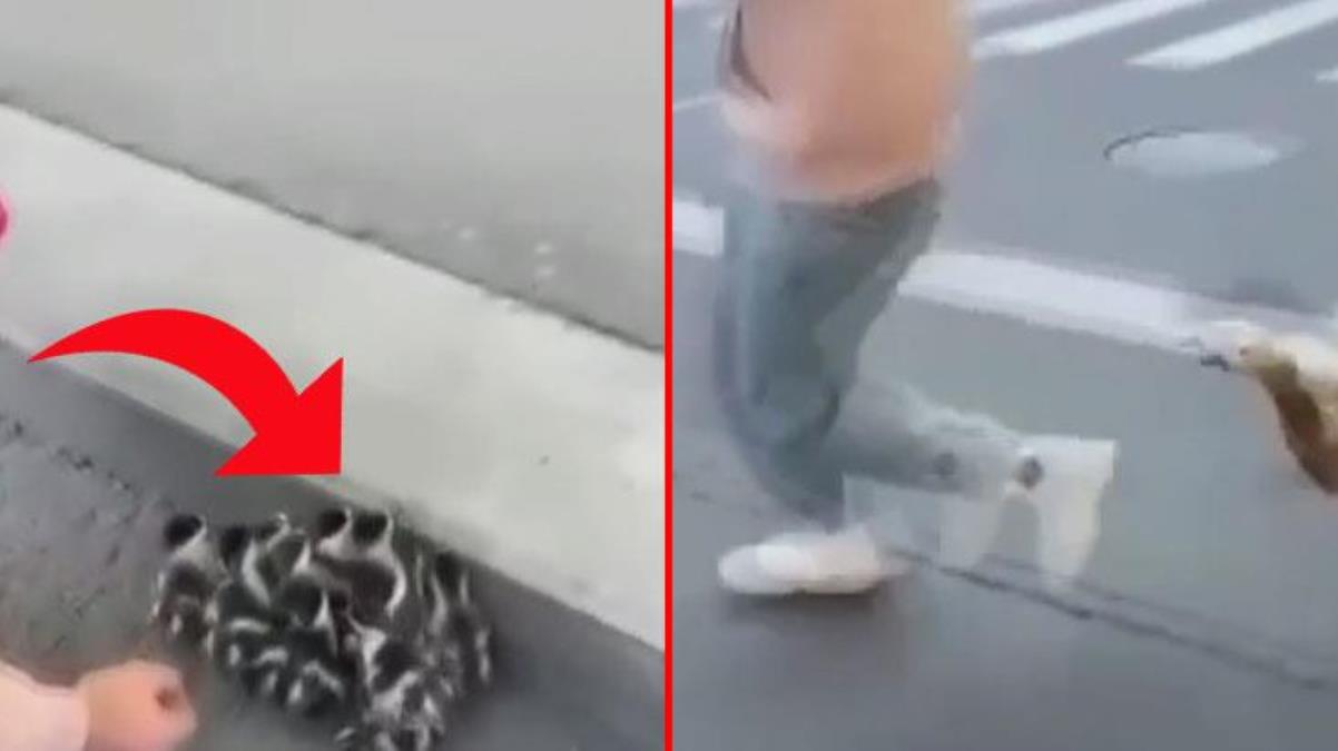 Anne ördek, yavrularına yaklaşan kişiye acımadı