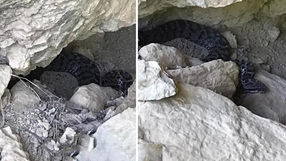 Böylesine büyüğü ilk kez görülüyor! Doğa gezisine giden vatandaşlar fotoğrafladı