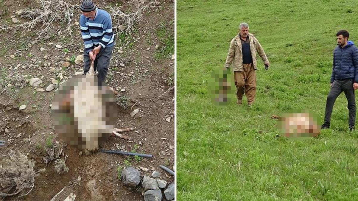 Hakkari'de sürüye kurt saldırısı: 50 koyun telef oldu