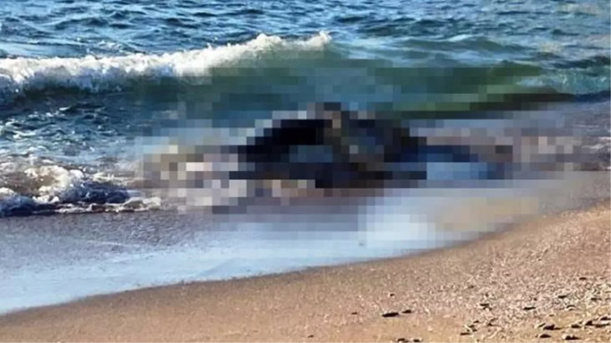 Kocaeli'de sahillere vuran 4 büyükbaş ölüsü, yüzmeye giden vatandaşlara büyük korku yaşattı