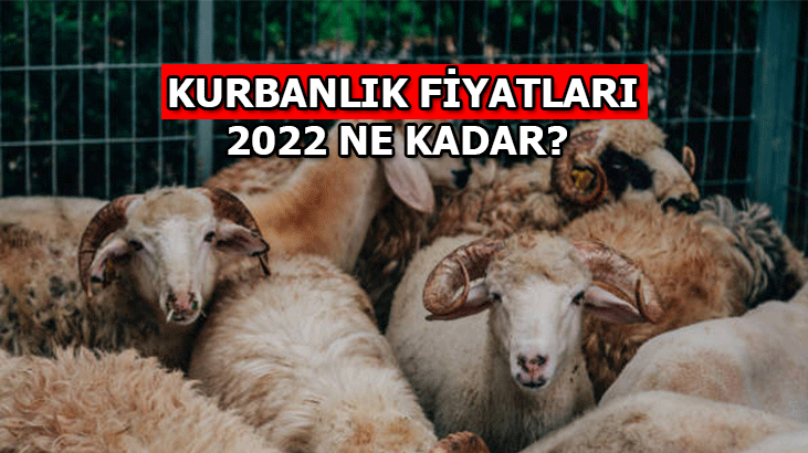 Kurbanlık fiyatları kaç para? 2022 Kurbanlık fiyatları ve kurban kesim fiyatı belli oldu
