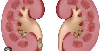 12 MART 2026 DÜNYA BÖBREK GÜNÜ BASIN BİLDİRİSİ