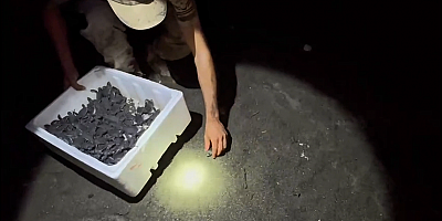 Hatay’ın Samandağ ilçesinde yumurtalarından çıkan ve çevrede bulunan yapay ışıklar nedeniyle yönlerini kaybeden 592 Caretta Caretta yavrusu, İl Jandarma Komutanlığımız tarafından toplanarak denize ulaştırıldı.