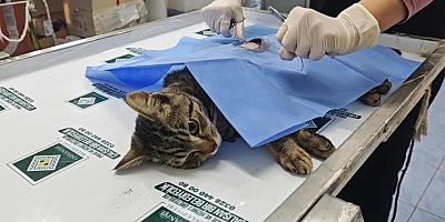 OSMANİYE BELEDİYESİ, SAHİPSİZ SOKAK KEDİLERİNİ ÜCRETSİZ KISIRLAŞTIRIYOR