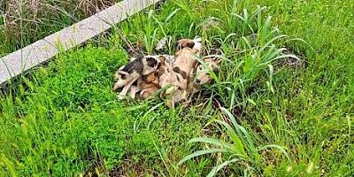 OSMANİYE’DE KUYUYA DÜŞEN 4 YAVRU KÖPEĞİ, İTFAİYE EKİPLERİ KURTARDI