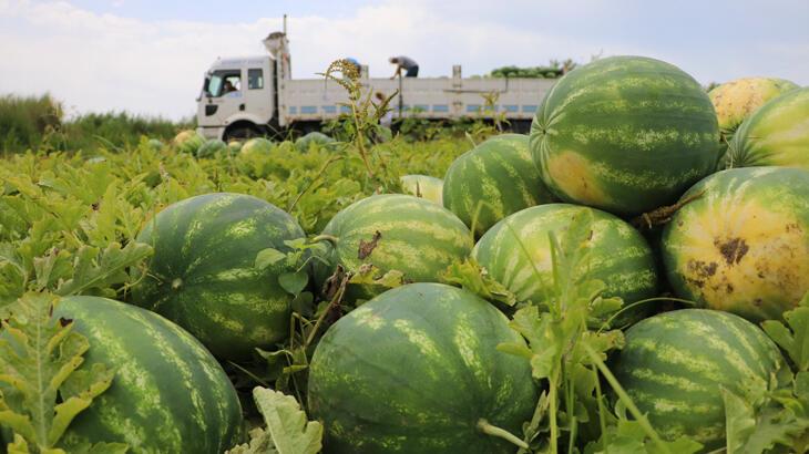 Tescilli Adana karpuzu hasat için gün sayıyor